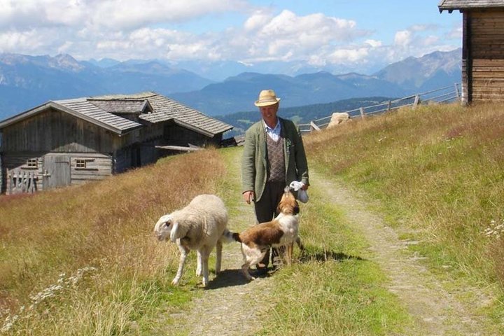 ... bei einer gemütlichen Almwanderung dem Senner David begegnen, ...