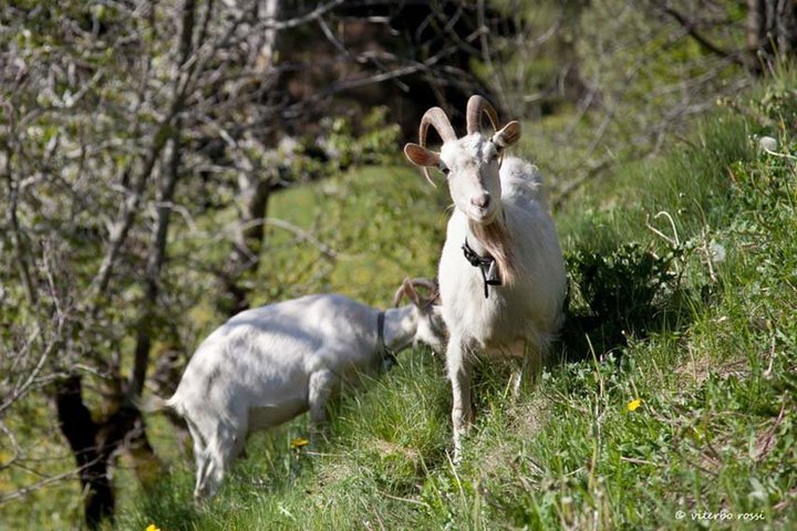 Le capre bianche belano per salutarci.